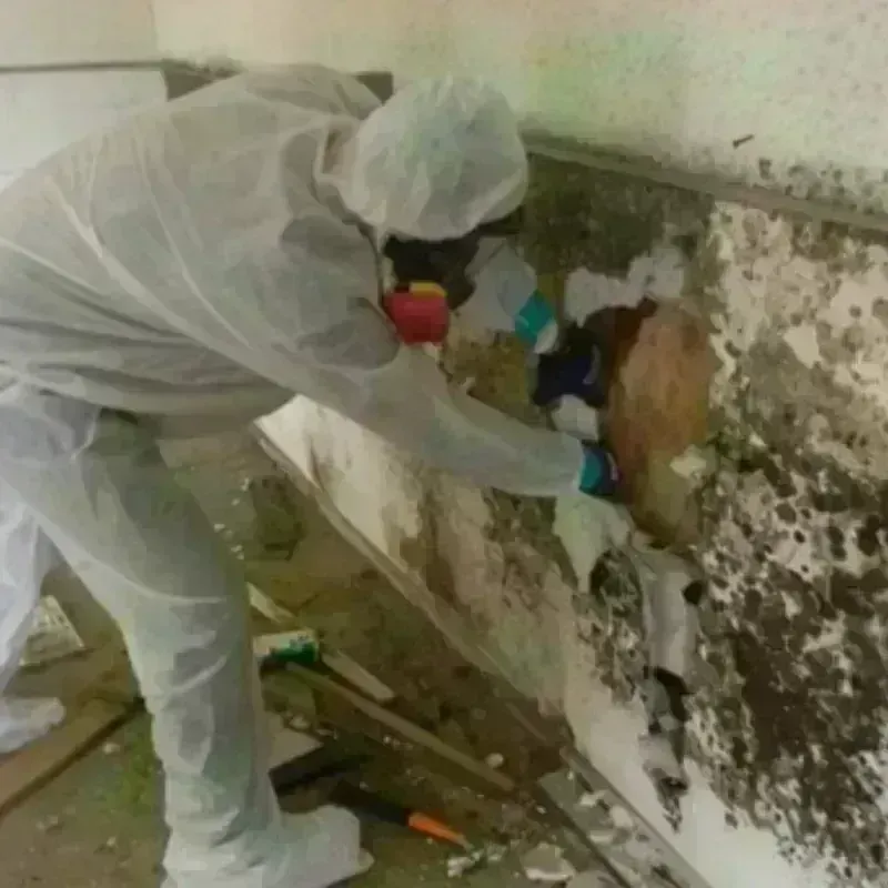 Mold Remediation and Removal in Socorro, NM